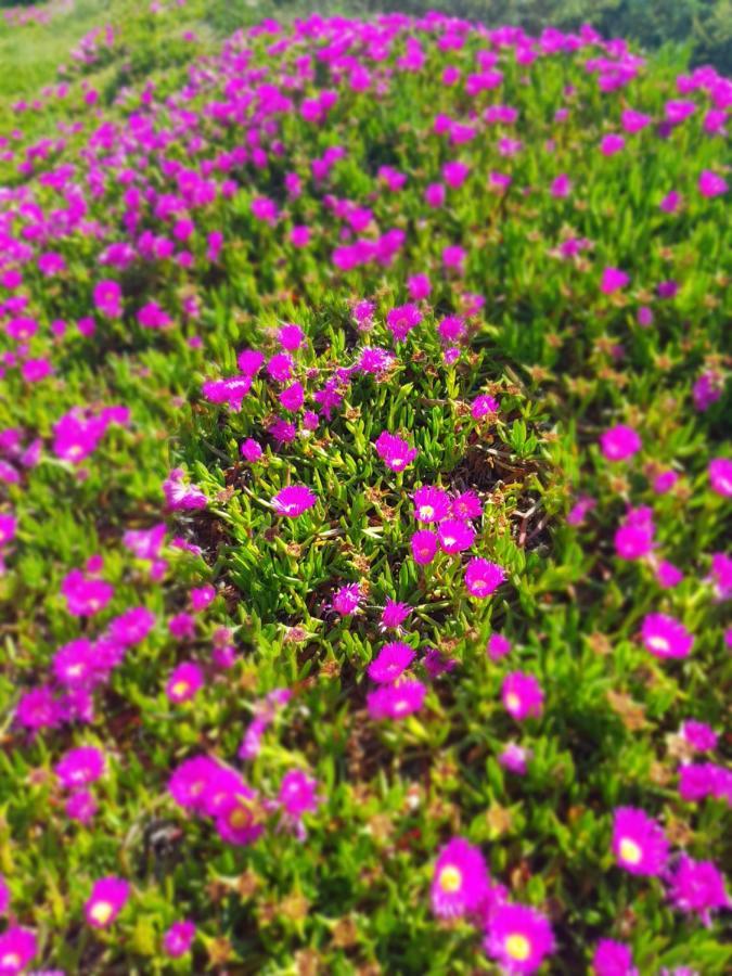 La Rose Des Sables, T2 A La Mer, Terrasse Et Garage Frontignan Dış mekan fotoğraf