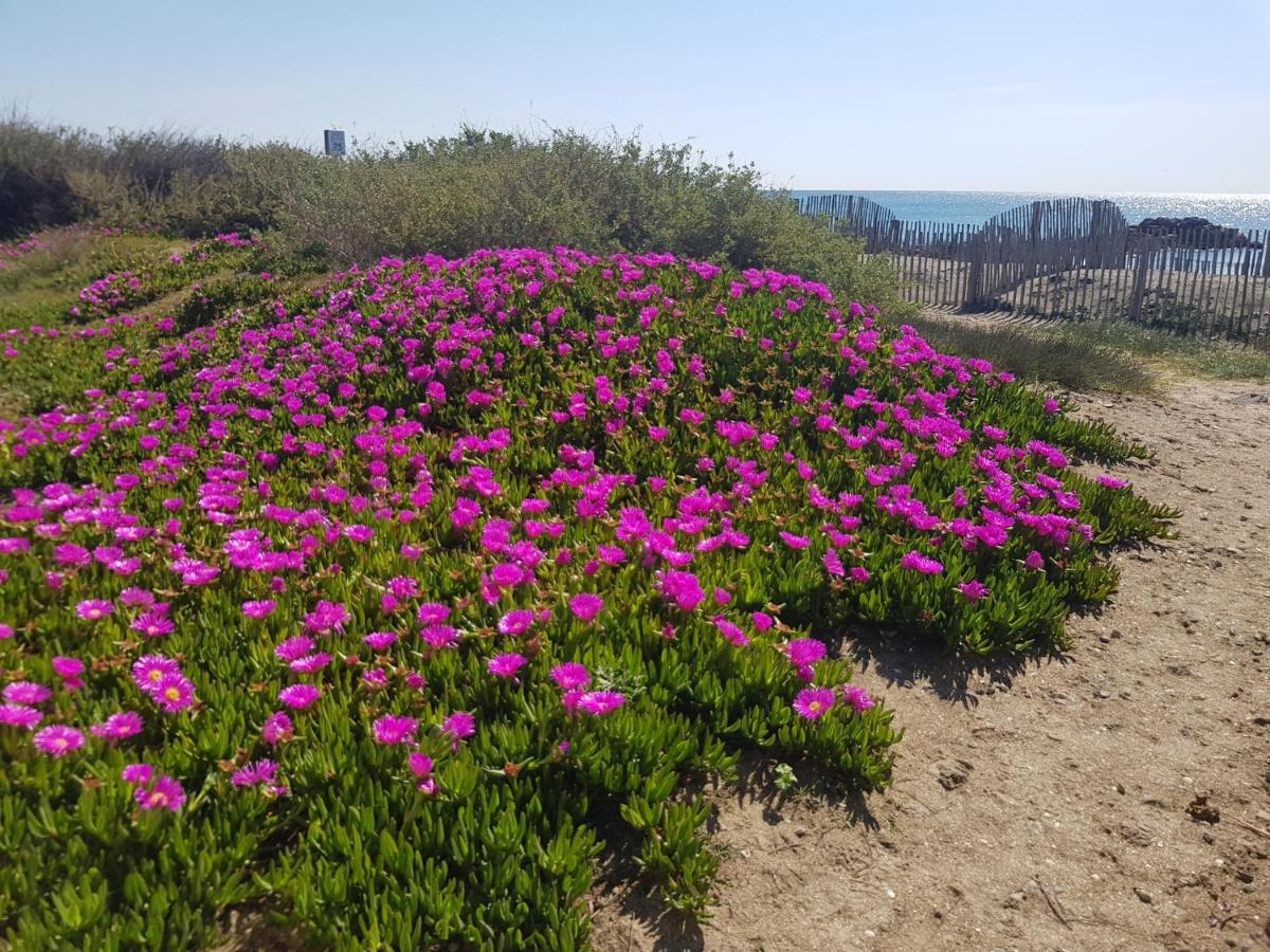 La Rose Des Sables, T2 A La Mer, Terrasse Et Garage Frontignan Dış mekan fotoğraf
